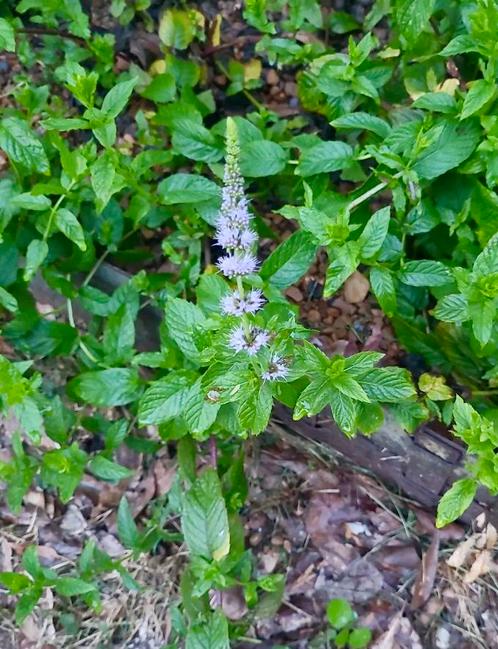 Stekken van biologische groene munt - Mentha spicata, Tuin en Terras, Planten | Tuinplanten, Vaste plant, Kruiden, Volle zon, Zomer