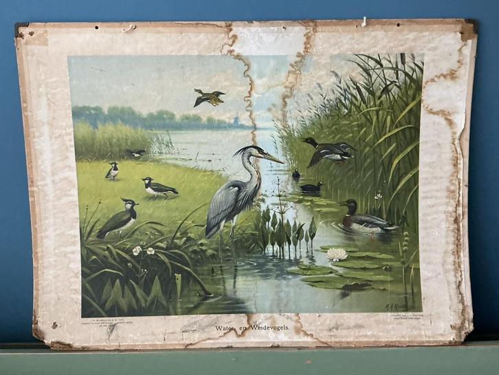 Oude schoolplaat dubbelz.- water en weidevogels-Boschvogels, Antiek en Kunst, Antiek | Schoolplaten, Natuur en Biologie, Ophalen