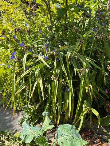 Eendagsbloem vaste plant beschikbaar voor biedingen