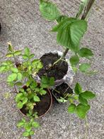 Framboos, braam en aardbei, Ophalen, Volle zon, Vaste plant, Zomer