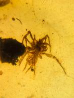 Birmees Amber (L) met insluiting van Arachnida spin., Verzenden, Fossiel