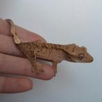 Prachtige brindle superdalmatian wimpergekko/crested gecko, Hagedis, 0 tot 2 jaar