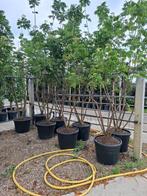 zware meerstammige bijenboom tetradium daniellii, Ophalen, In pot, Volle zon