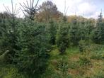 Kerstbomen: picea omorika, Tuin en Terras, Planten | Bomen, Ophalen, Overige soorten, 100 tot 250 cm