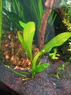 Zwaardplant, Echinodorus uruguayensis, Dieren en Toebehoren, Vissen | Aquaria en Toebehoren, Nieuw, Plant(en), Steen of Hout, Ophalen of Verzenden