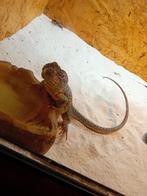 Halsbandleguaan, Dieren en Toebehoren, Reptielen en Amfibieën, Hagedis, 0 tot 2 jaar