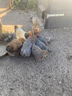 Amrock hen hennen (groot), Dieren en Toebehoren, Pluimvee, Vrouwelijk, Kip