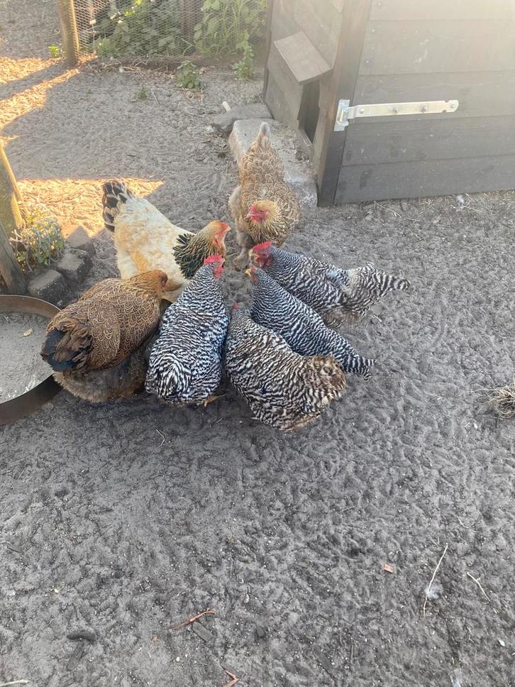 Amrock hen hennen (groot), Dieren en Toebehoren, Pluimvee, Kip, Vrouwelijk