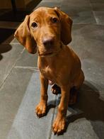 Vizsla pup, Standaard, 8 tot 15 weken, Korthaar, Teef
