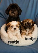 Super mooi gezonde boomer pups. Maltezer maal Shih Tzu, Dieren en Toebehoren, Overige rassen, 8 tot 15 weken, CDV (hondenziekte)