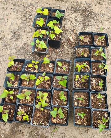 35x 3 Rassen Zoete aardappel stek. Bio planten bataat beschikbaar voor biedingen