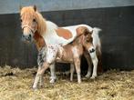 Mooie rood bonte shetlander merrie, Dieren en Toebehoren, Pony's, A pony (tot 1.17m), 7 tot 10 jaar, Onbeleerd, Recreatiepony