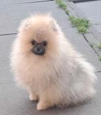Pomeriaan puppy Reutje met Stamboom, Dieren en Toebehoren, 15 weken tot 1 jaar, Reu, Eén hond, Nederland