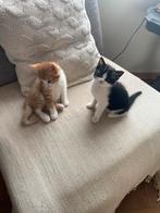 Kittens, Dieren en Toebehoren, Katten en Kittens | Overige Katten, Meerdere dieren, 0 tot 2 jaar