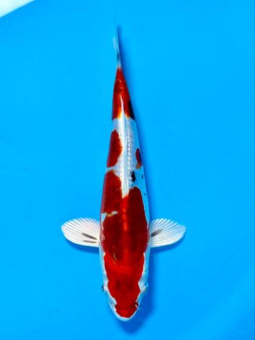 Heisei Nishiki 16-20cm Kase Japanse Koi beschikbaar voor biedingen