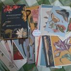 Artis - post cards/kaarten, Ophalen of Verzenden, Zo goed als nieuw