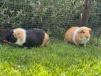 Leuk koppel Finn en Stijn, Dieren en Toebehoren, Mei, Mannelijk, Cavia