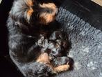 Mooie ruwhaar teckels te koop, Dieren en Toebehoren, Overige rassen, CDV (hondenziekte), 8 tot 15 weken, Meerdere