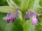 Symphytum officinale – Gewone smeerwortel, bio, Volle zon, Vaste plant, Ophalen of Verzenden, Kruiden