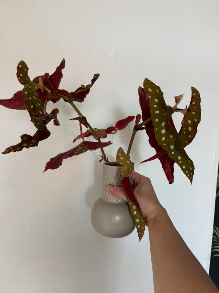 Stekje stippenplant, Huis en Inrichting, Kamerplanten, Minder dan 100 cm, Halfschaduw, Ophalen