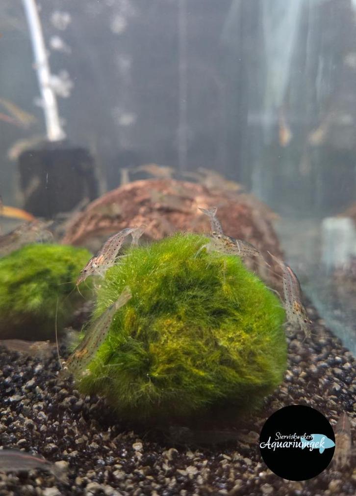 Caridina multidentata - Japonica garnaal, Dieren en Toebehoren, Vissen | Aquariumvissen, Zoetwatervis, Kreeft, Krab of Garnaal