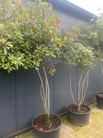 Photinia Red Robin glansmispel meerstammig 250 cm nu eur 250, 100 tot 250 cm, Zomer, Volle zon, In pot