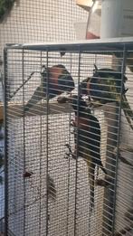 Te koop 3 Lorie van de blauwe bergen, Dieren en Toebehoren, Vogels | Parkieten en Papegaaien, Meerdere dieren, Papegaai, Tam