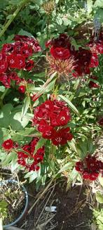 Dianthus barbatus - Duizendschoon zaden, Ophalen of Verzenden, Voorjaar, Halfschaduw, Zaad