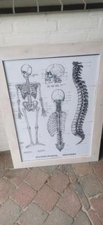 Anatomy poster in lijst, Antiek en Kunst, Ophalen of Verzenden
