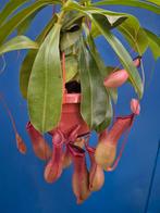 Nepenthes Alata p14 (2)