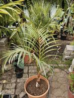 Hyophorbe Verschaffeltia, Huis en Inrichting, Ophalen, 100 tot 150 cm, Palm, Halfschaduw