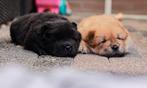 2 Prachtige Chow Chow pups te koop, Dieren en Toebehoren, Rabiës (hondsdolheid), Overige rassen, 8 tot 15 weken, Meerdere
