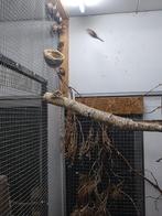 St Helena fazantjes, Dieren en Toebehoren, Vogels | Overige Vogels, Meerdere dieren, Geringd