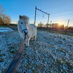 Verzorgpony gezocht/ verzorgster aangeboden, Dieren en Toebehoren, Stalling en Weidegang