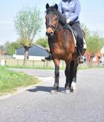 Superbrave, grote D-pony met een gouden karakter, Gechipt, B, Ruin, 7 tot 10 jaar