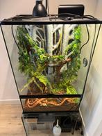 2 tamme rattenslangen (m/v) + complete uitrusting, Dieren en Toebehoren, Reptielen en Amfibieën | Toebehoren, Ophalen of Verzenden