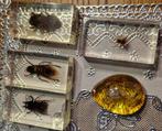 Insecten in hars 5 stuks., Verzamelen, Dierenverzamelingen, Nieuw, Overige typen, Ophalen of Verzenden, Insect