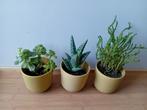 3 vetplant in keramieken potjes set 10-15cm, Huis en Inrichting, Kamerplanten, Ophalen, Vetplant, In pot, Minder dan 100 cm