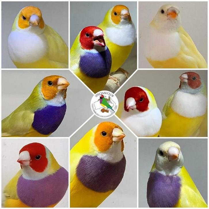 +/- 30 Gouldamadines diverse kleurslagen, diverse jaren., Dieren en Toebehoren, Vogels | Overige Vogels, Tropenvogel, Meerdere dieren