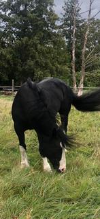 Super lieve Tinker Merrie te koop, Dieren en Toebehoren, Paarden, Merrie, 160 tot 165 cm, Recreatiepaard, 11 jaar of ouder