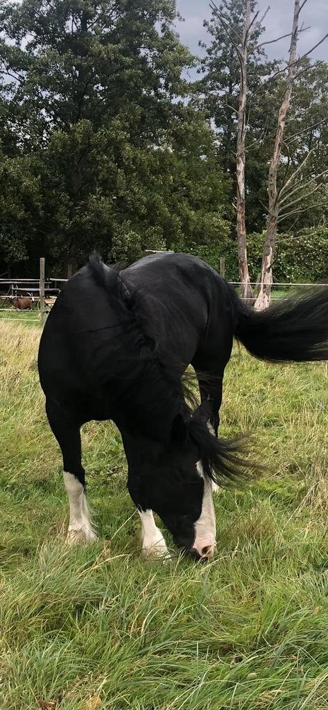 Super lieve Tinker Merrie te koop, Dieren en Toebehoren, Paarden, Merrie, 160 tot 165 cm, 11 jaar of ouder, Recreatiepaard