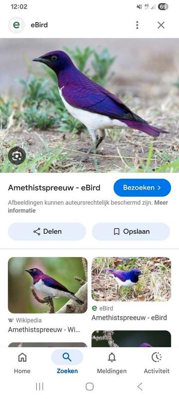 Amethist spreeuw  beschikbaar voor biedingen
