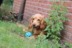 Working cocker spaniel, Dieren en Toebehoren, Reu, 1 tot 2 jaar, Eén hond, Spaniël