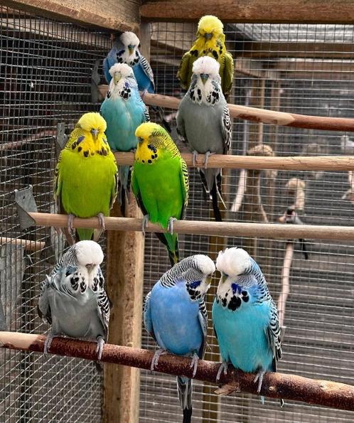 Engelse parkieten koppel en mannen, Dieren en Toebehoren, Vogels | Parkieten en Papegaaien, Parkiet, Meerdere dieren