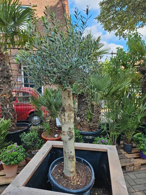 Olijfbomen dunne en dikke stam: foto 1: 99 euro, Tuin en Terras, Planten | Bomen, Olijfboom, 100 tot 250 cm, Volle zon, Bloeit niet