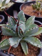 Bijzondere Agave Potatorum cubic, Tuin en Terras, Planten | Tuinplanten, Ophalen of Verzenden, Bloeit niet, Overige soorten, Volle zon