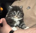 Nog 1 britse langhaar kitten (katertje), Dieren en Toebehoren, Katten en Kittens | Raskatten | Langhaar, Meerdere dieren, Ontwormd
