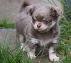 Lilac Tricolor chihuahua Reutje, Dieren en Toebehoren, Honden | Chihuahua's en Gezelschapshonden, Reu, CDV (hondenziekte), 8 tot 15 weken