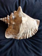 Mooie grote schelp zeldzaam rose Queen conch 23cm, Verzamelen, Ophalen of Verzenden, Schelp(en)