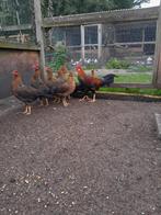 Patrijs Leghorn, Dieren en Toebehoren, Pluimvee, Meerdere dieren, Kip